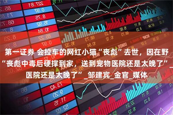 第一证券 会拉车的网红小猫“丧彪”去世，因在野外误食有毒食物！“丧彪中毒后硬撑到家，送到宠物医院还是太晚了”_邹建宾_金官_媒体
